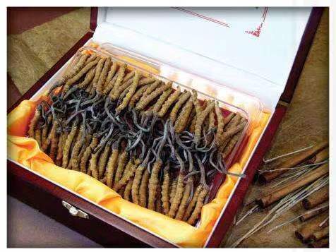 古镇镇冬虫夏草回收